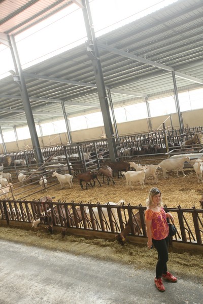 Dairy Khoury Farm Gates Opening